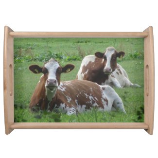 Two Cute White-Brown Cows Serving Tray