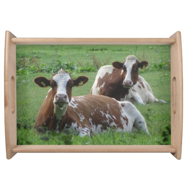 Two Cute White-Brown Cows Serving Tray