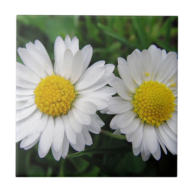 Two cute, white daisies ceramic tile (Front)