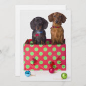 Two Dachshund Puppies (Front/Back)