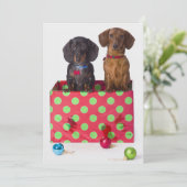 Two Dachshund Puppies (Standing Front)