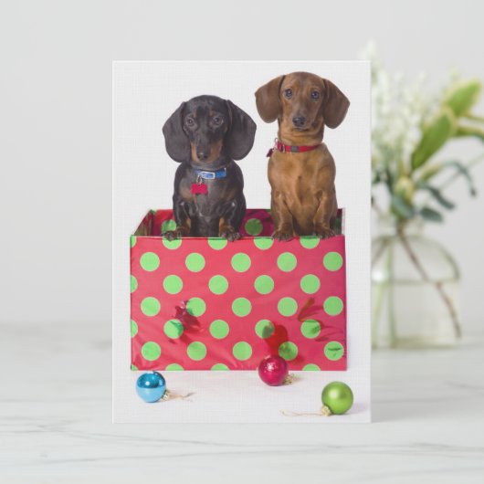 Two Dachshund Puppies (Standing Front)