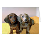 Two Dachshund pups