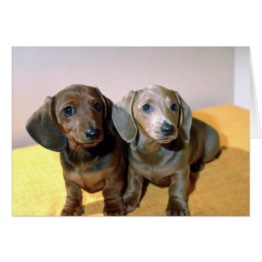 Two Dachshund pups Cards (Front Horizontal)