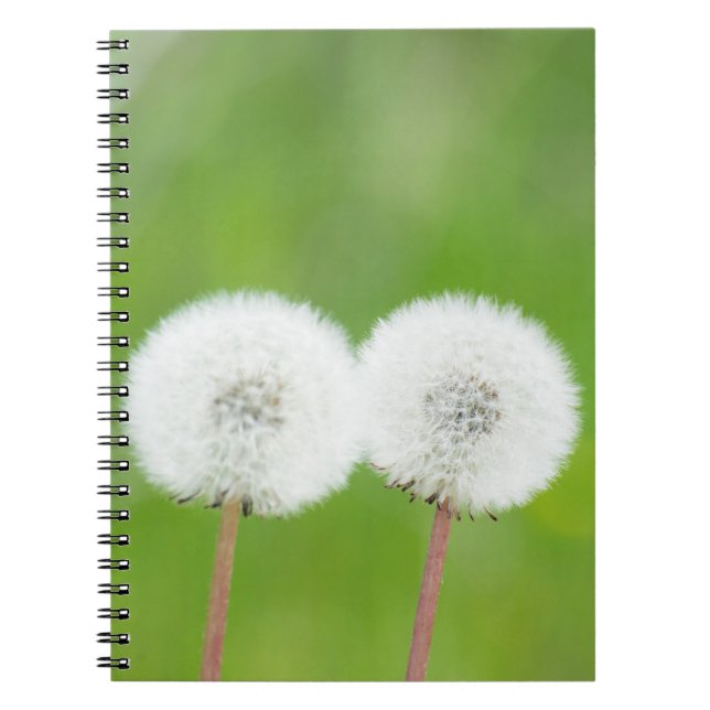 Two dandelions notebook (Front)