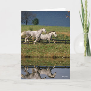 Two Dapple Gray Percheron Horses Running Card