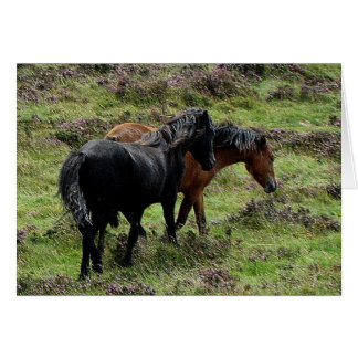 Two Dartmoor Ponies Roaming In The Heather Cards