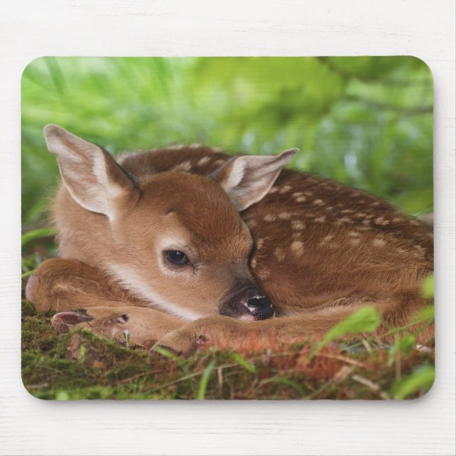 Two day old White-tailed Deer baby, Kentucky. Mouse Pad (Front)