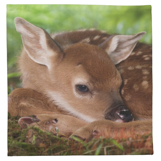 Two day old White-tailed Deer baby, Kentucky. Napkin (Front)