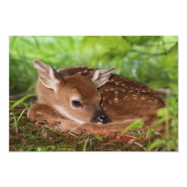 Two day old White-tailed Deer baby, Kentucky. Photo Print (Front)