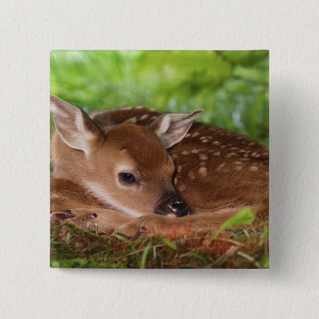 Two day old White-tailed Deer baby, Kentucky. Pinback Button (Front)