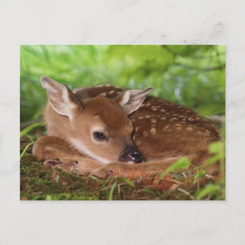 Two day old White_tailed Deer baby Kentucky Postcard