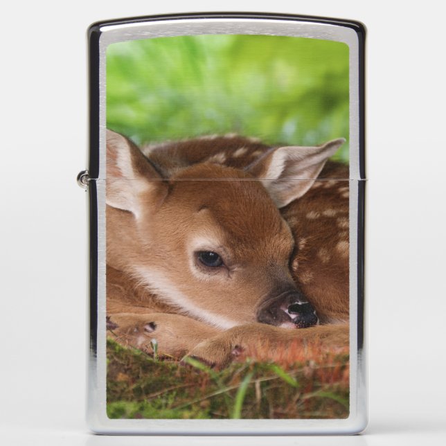 Two day old White-tailed Deer baby, Kentucky. Zippo Lighter (Front)