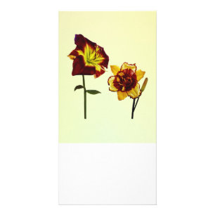 Two Daylilies having a Chat Card