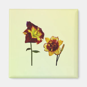 Two Daylilies having a Chat Magnet