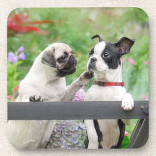 Two dogs a pug puppy and Boston Terrier in a cart Beverage Coaster