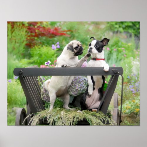 Two dogs a pug puppy and Boston Terrier in a cart Poster
