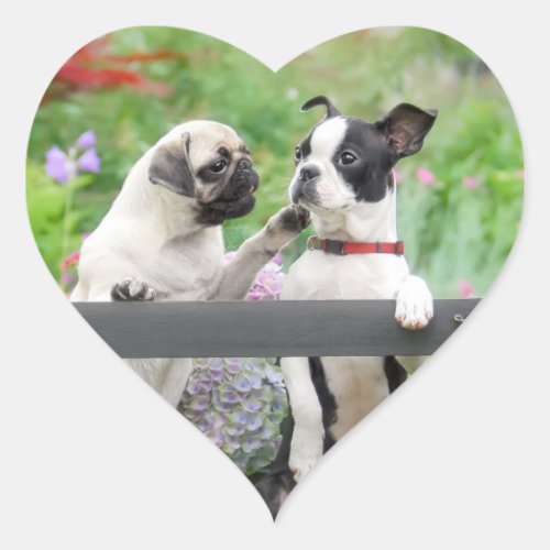 Two dogs a pug puppy and Boston Terrier together _ Heart Sticker