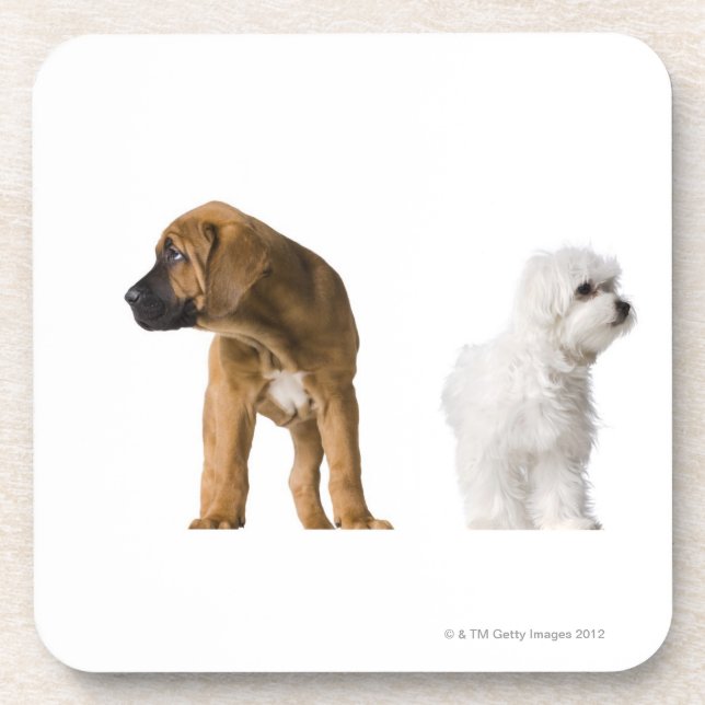 Two Dogs Drink Coaster (Front)