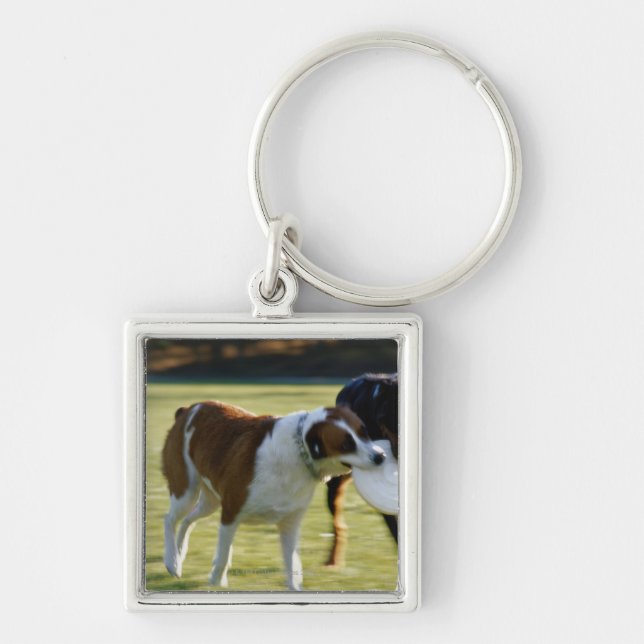 Two Dogs Fighting over Plastic Disc Keychain (Front)