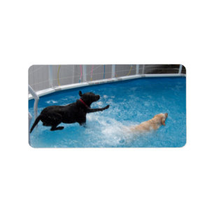 Two dogs jumping into a swimming pool! label