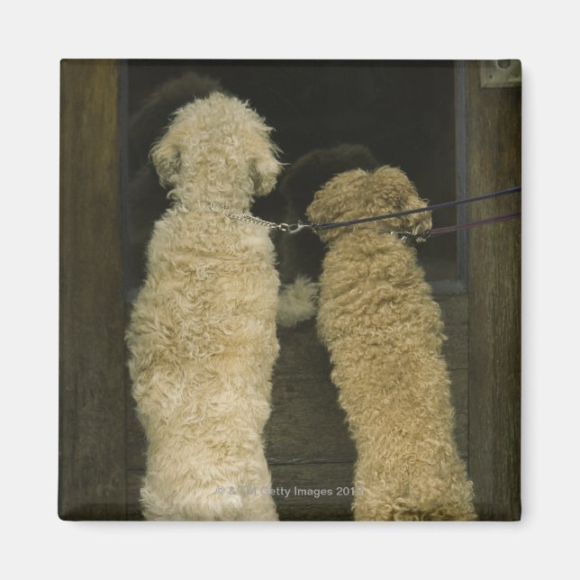 Two dogs looking in door window, rear view magnet (Front)
