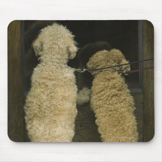 Two dogs looking in door window, rear view mouse pad (Front)