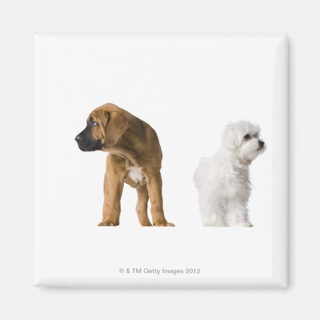 Two Dogs Magnet (Front)