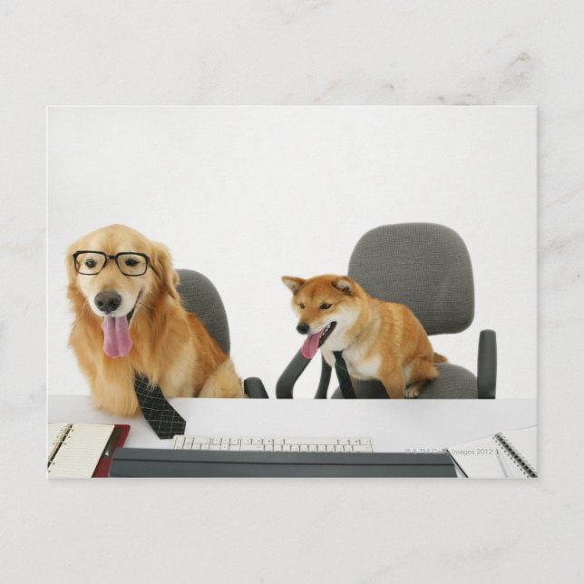 Two dogs wearing tie and glasses ,sitting on 2 postcard (Front)