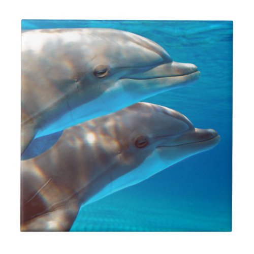 Two Dolphins swimming Tile