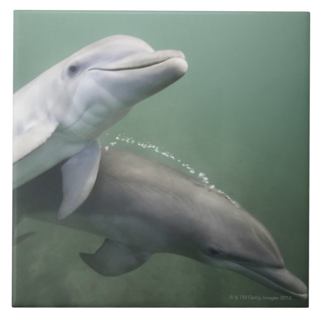 Two Dolphins underwater Ceramic Tile (Front)