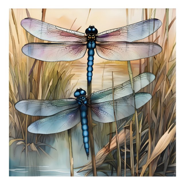 Two Dragonflies in the Reeds Acrylic Print (Front)