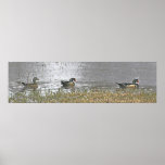 Two Drake and a Hen Wood Duck Poster