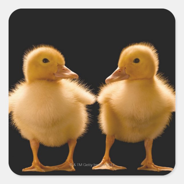 Two ducklings looking at one another square sticker (Front)