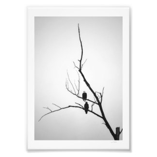 Two eagles photo print