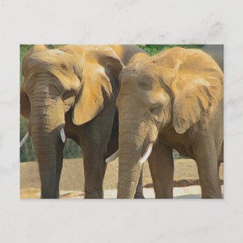 Two Elephant Friends Postcard by PattiJAdkins at Zazzle