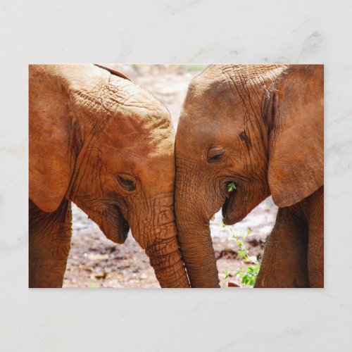 Two Elephants Together showing affection Postcard