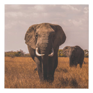 TWO ELEPHANTS WALKING ON GRASS COVERED GROUND FAUX CANVAS PRINT