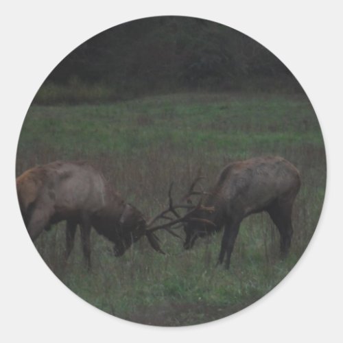 Two Elk  Bulls interlocked in Battle Classic Round Sticker