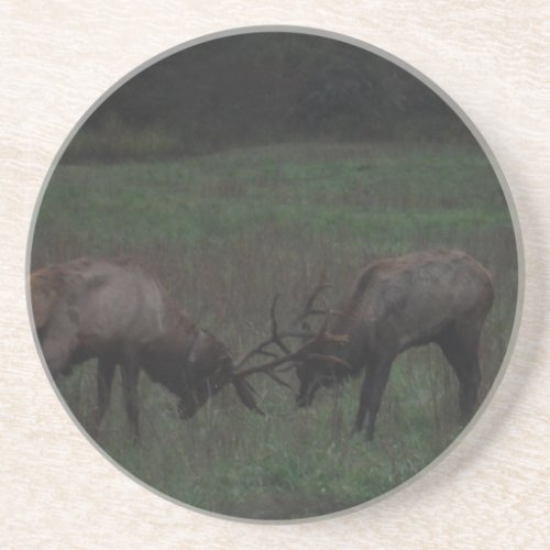 Two Elk  Bulls interlocked in Battle Drink Coaster