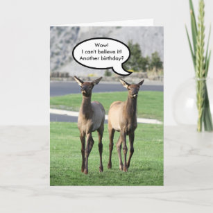 Elk Birthday Cards | Zazzle