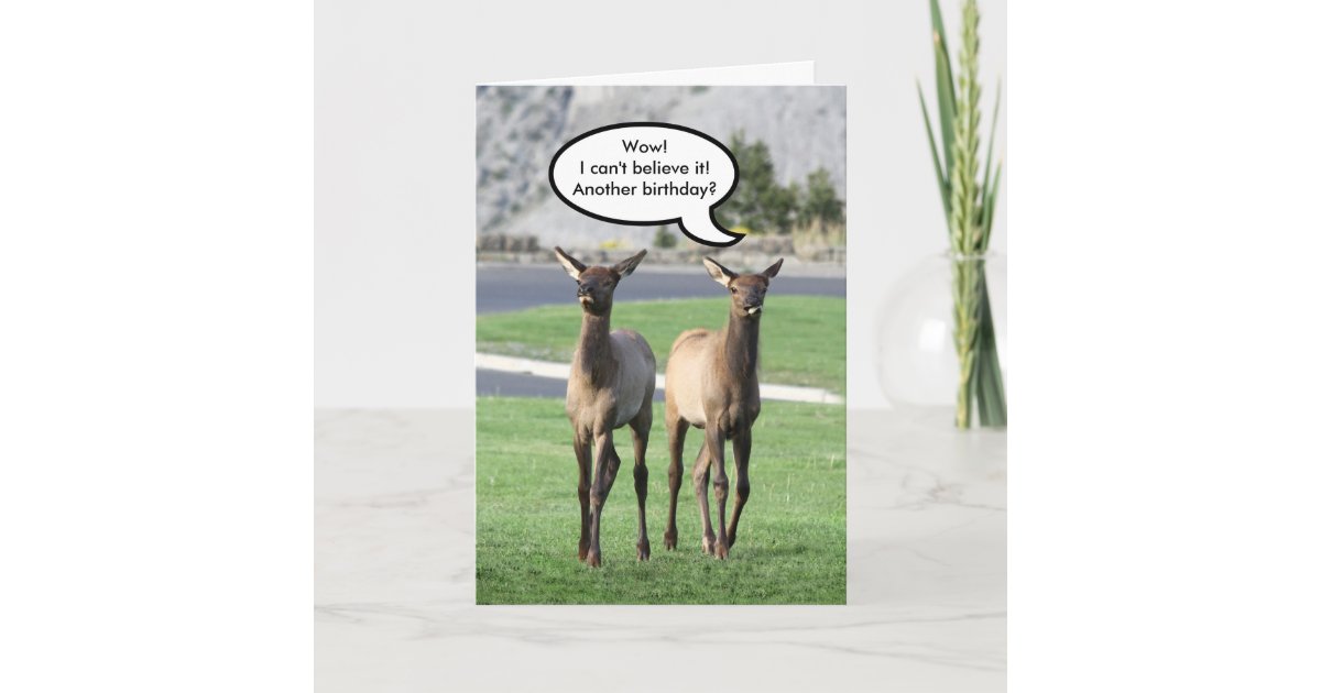 Two Elk Calves Happy Birthday Card Zazzle 7198