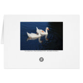 Two Emden Geese Cards (Back Horizontal)