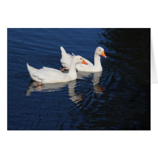 Two Emden Geese Cards (Front Horizontal)