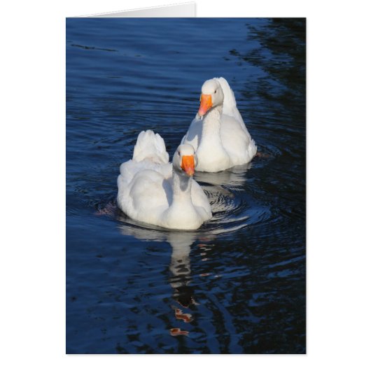 Two Emden Geese II Cards (Front)