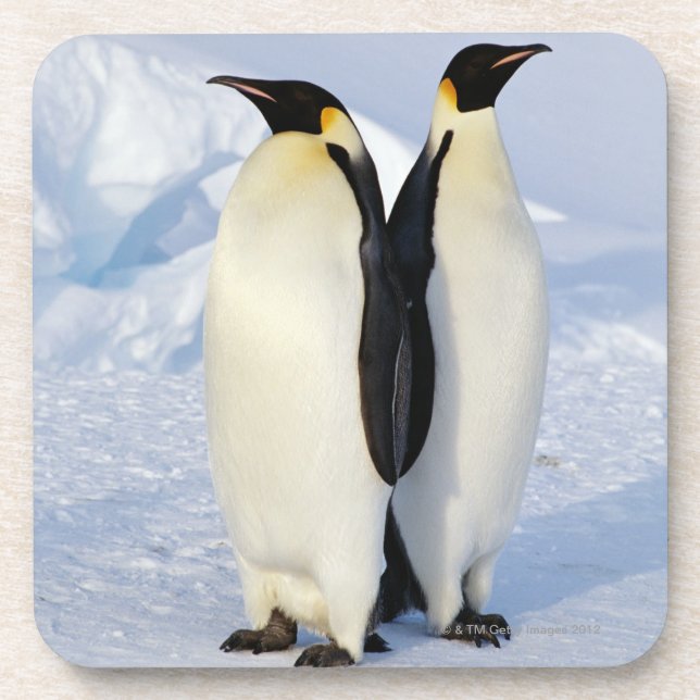 Two Emperor Penguins in Antarctica Drink Coaster (Front)