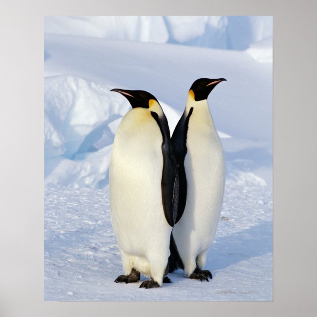 Two Emperor Penguins in Antarctica Poster (Front)