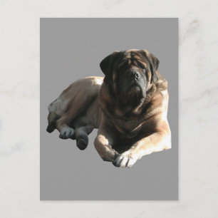 Two English Mastiff dogs on vacation Postcard