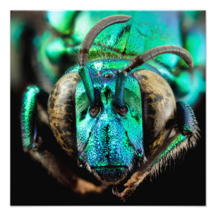 Two-Faced Bee Close-Up Poster