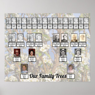 Two Family Trees on White Blossoms Photo Poster